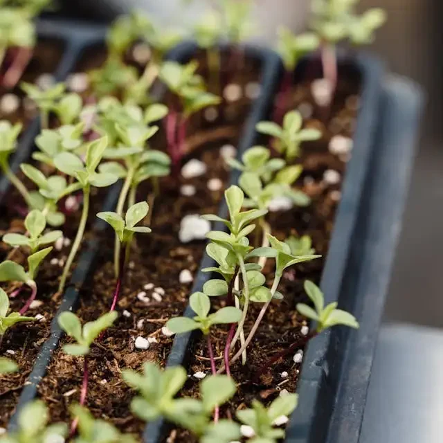 best microgreen seeds to grow