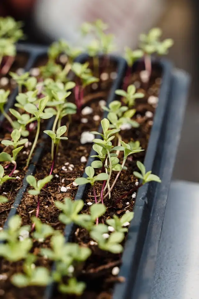 best microgreen seeds to grow