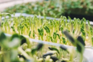 can I use normal seeds for microgreens