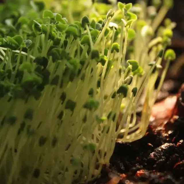 common problems with microgreens