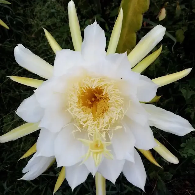dragon fruit flower