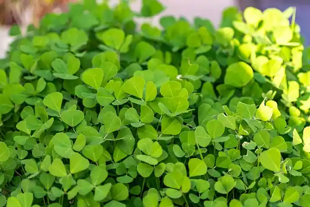 Fenugreek Microgreen Seeds