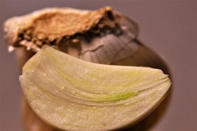 garlic green sprouts