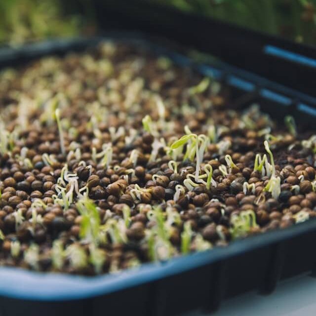 growing microgreens at home