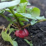 growing radishes in containers indoors