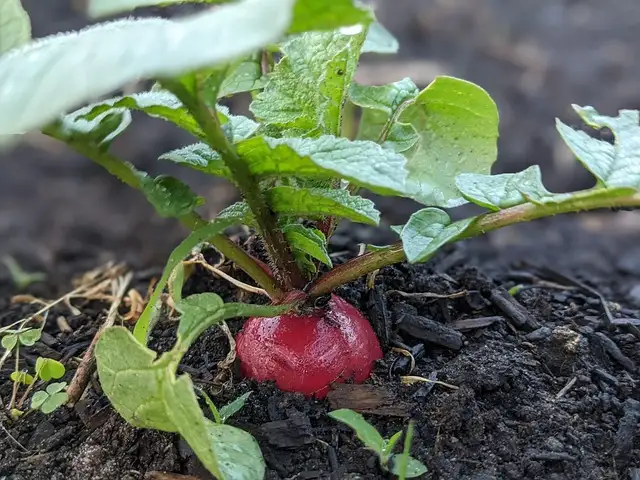 growing radishes in containers indoors