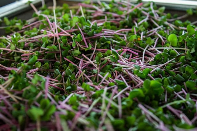 harvested broccoli microgreens
