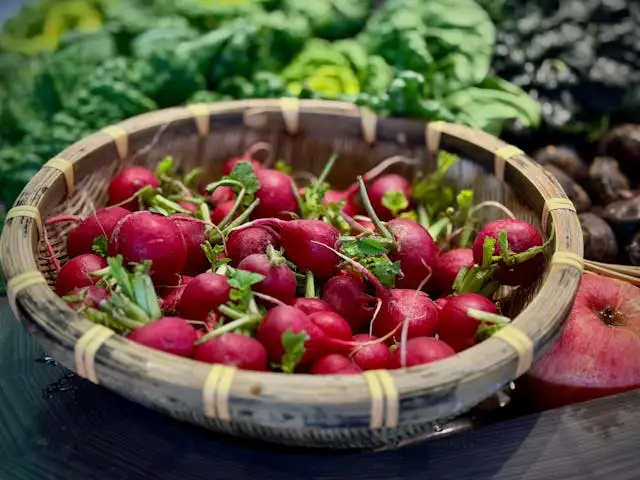 harvesting radishes
