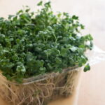 how to grow broccoli microgreens at home