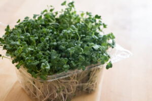 how to grow broccoli microgreens at home