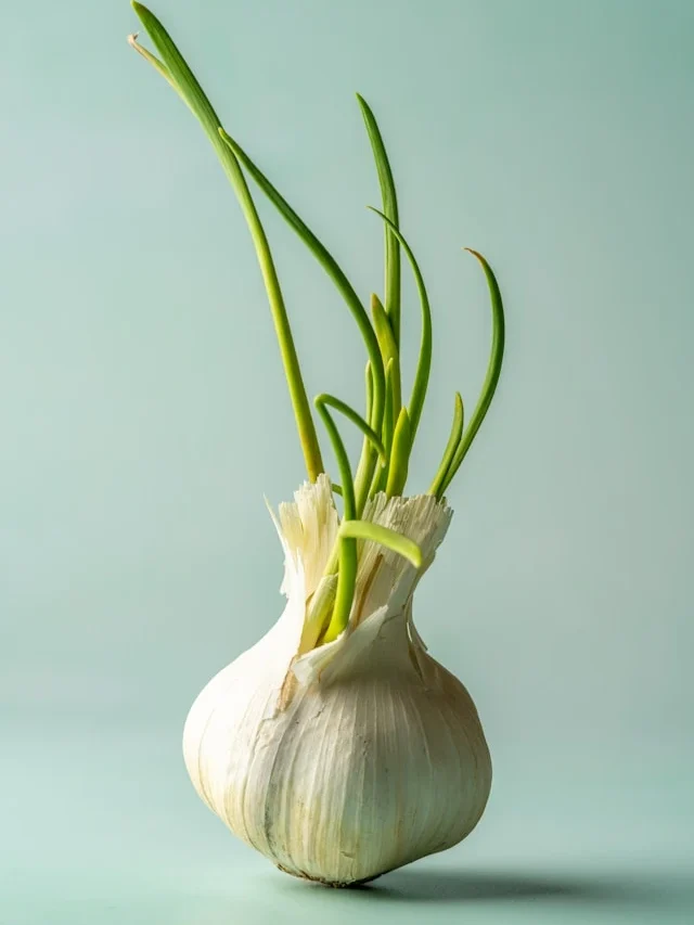 how to grow garlic greens