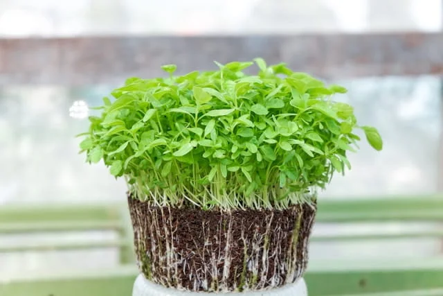 how to grow hydroponic microgreens at home