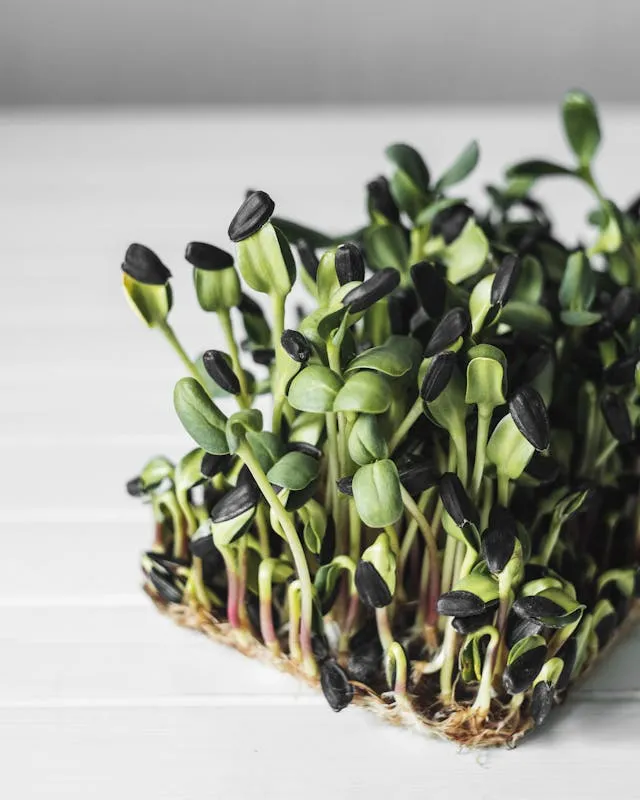 how to grow sunflower microgreens