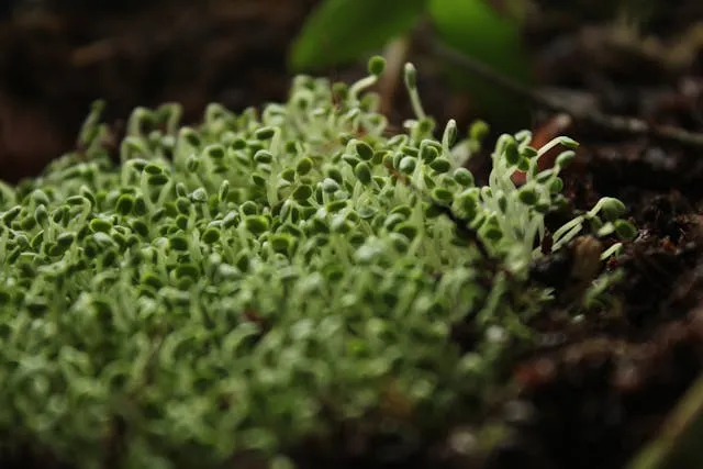 leggy slow wilting seedlings