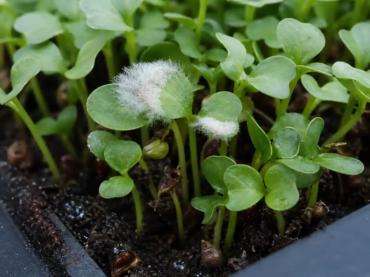 microgreens mold problem