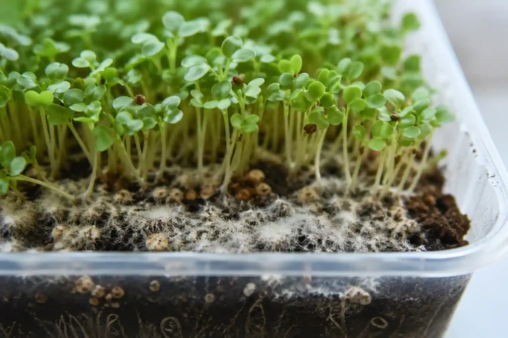 mold on soil