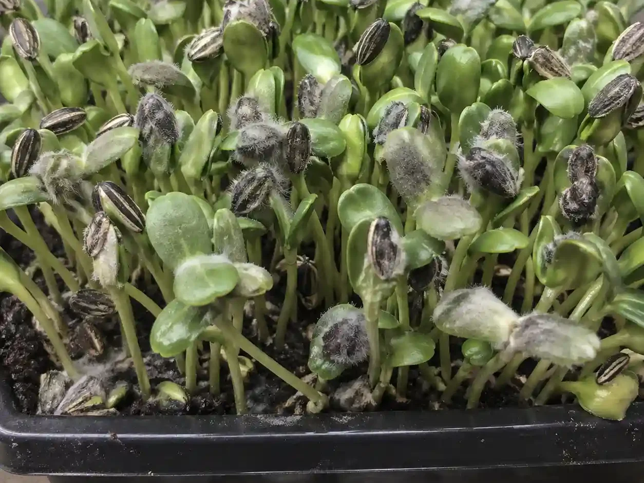 mold on sunflower microgreens
