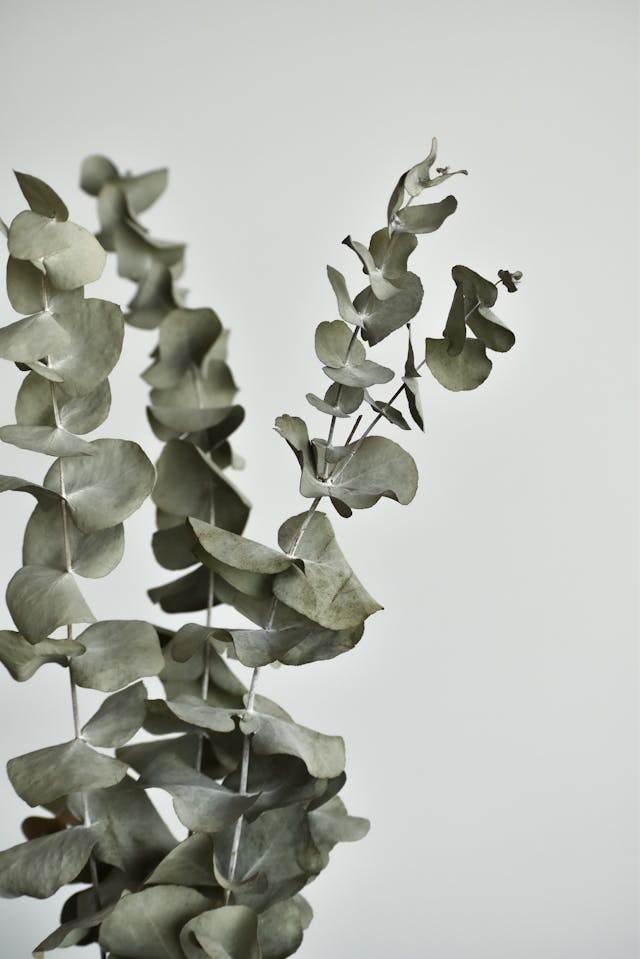 eucalyptis leaves