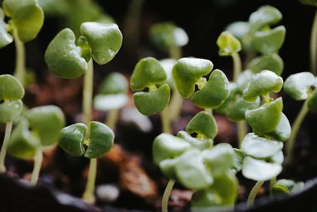 problems growing microgreens