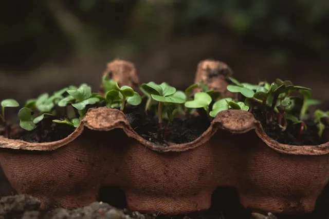 radish seedlings