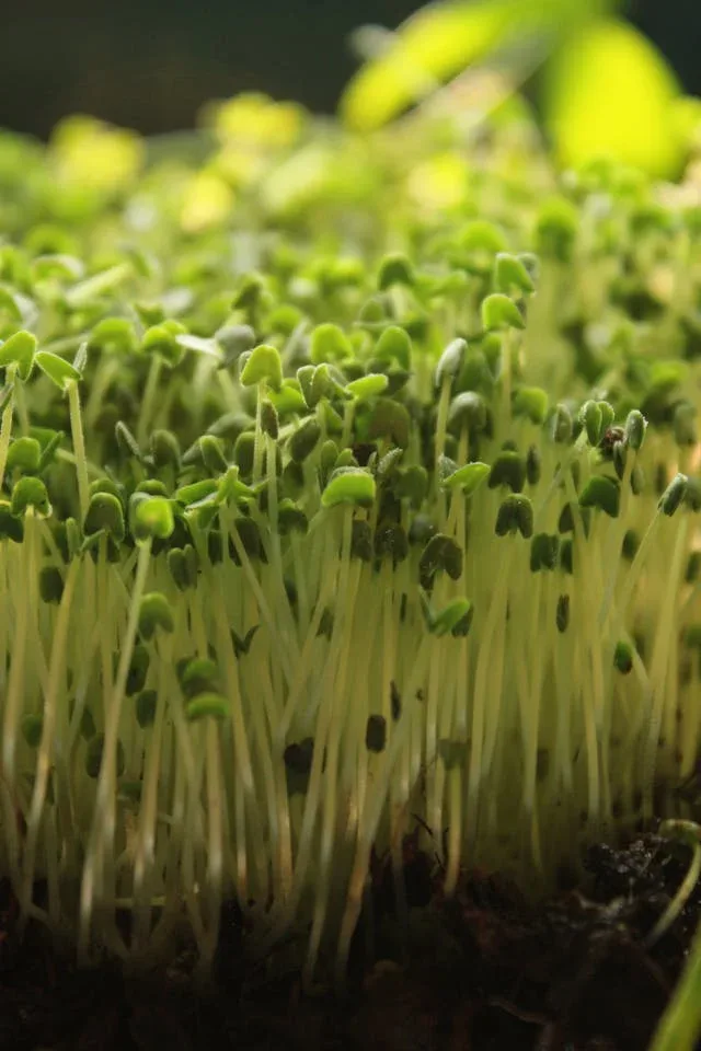 seeds for sprouts and microgreens