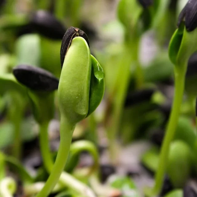 sunflower microgreens nutrition