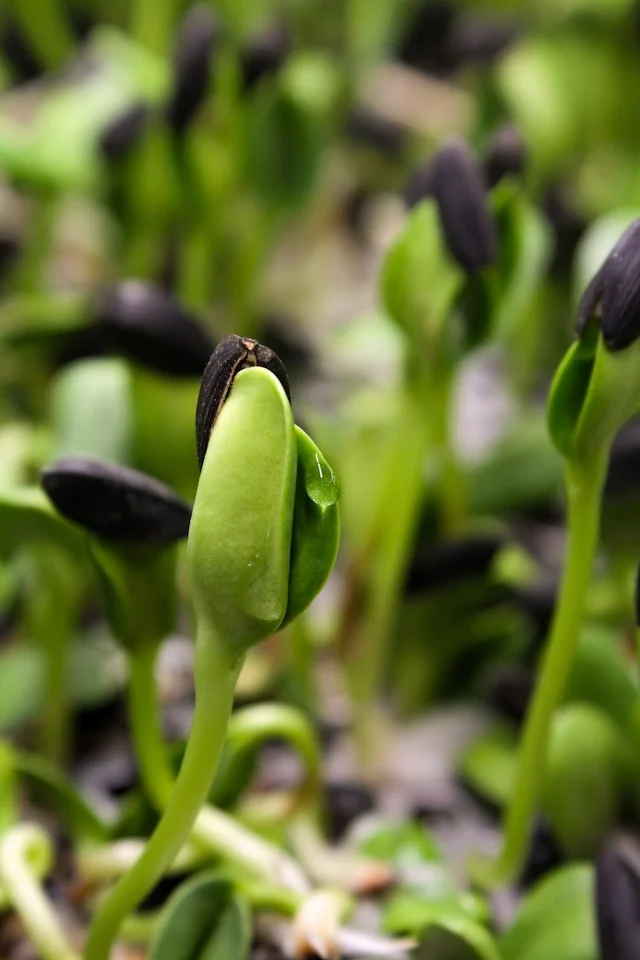 sunflower microgreens nutrition
