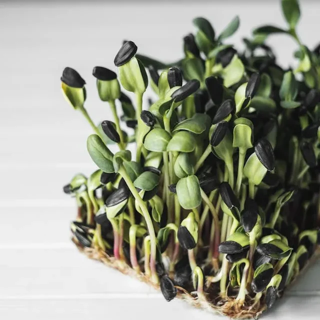 sunflower microgreens side effects
