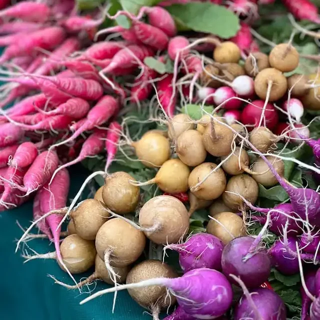 varieties of radishes
