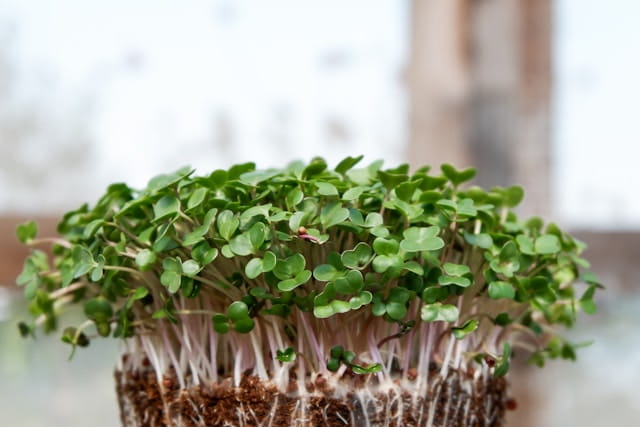 what seeds should not be used for microgreens