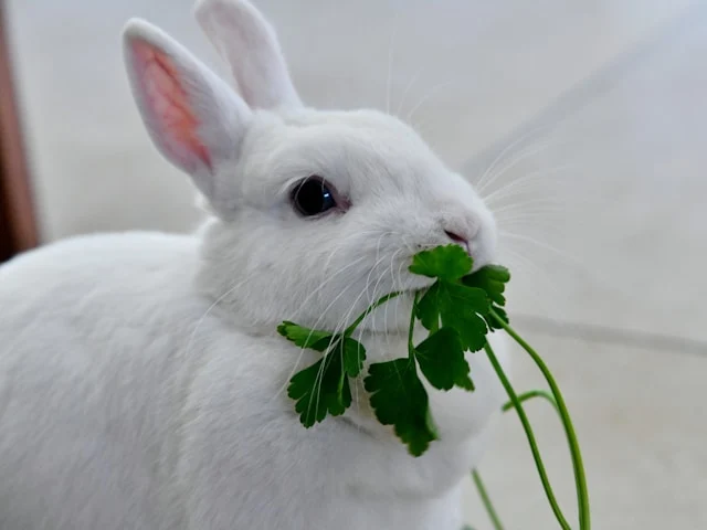 Are Microgreens Safe for Rabbits?