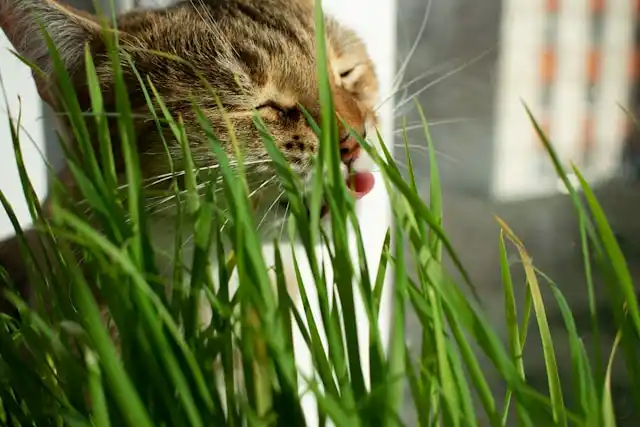 Can Cats Eat Microgreens Safely?
