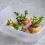 Can I grow a carrot from a carrot top
