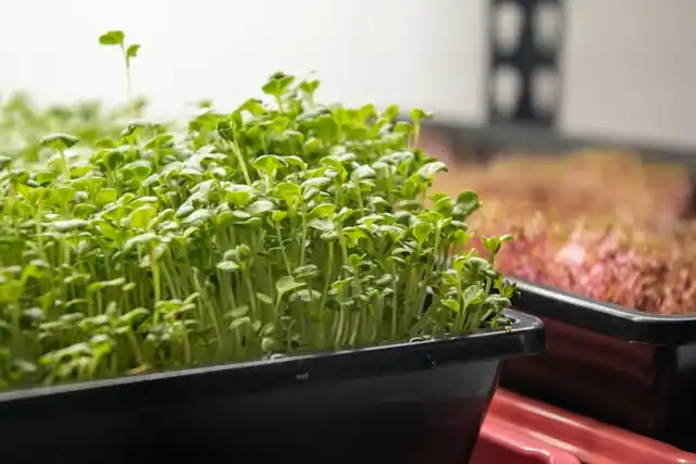 Easy Microgreens You Can Grow at Home