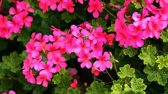 Geraniums keeps ticks away