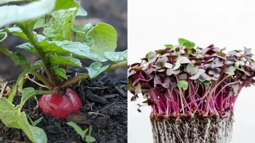 How Do Radish Microgreens Compare to Mature Radish?
