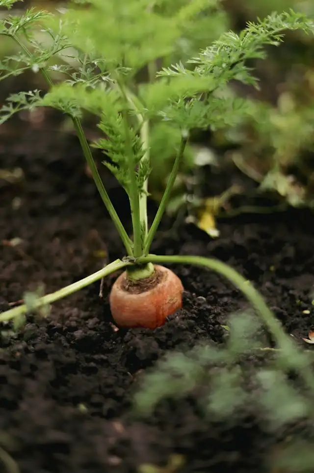 How to Grow Carrots in Containers