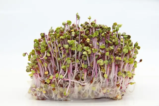 How to Grow Radish Microgreens at Home
