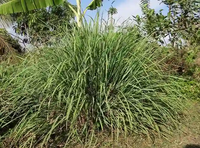 Lemongrass natural ticks repellent