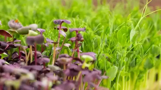Pea Shoot Microgreens vs Other Microgreens