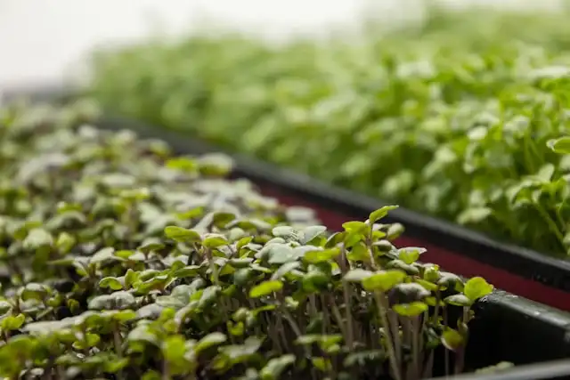 Radish Microgreens vs. Other Microgreens