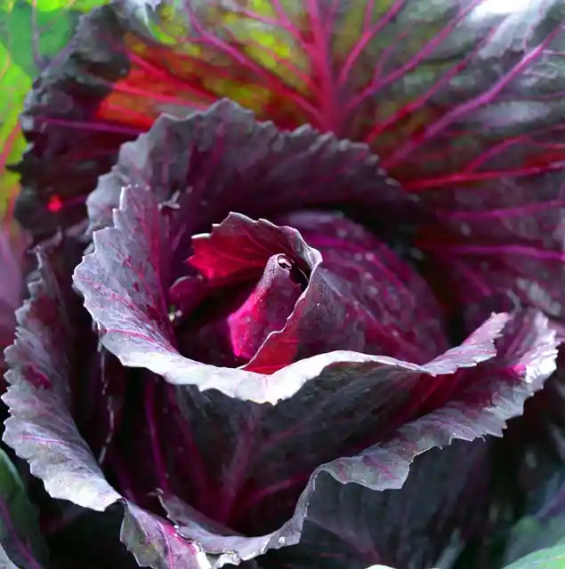 Red Cabbage Microgreens
