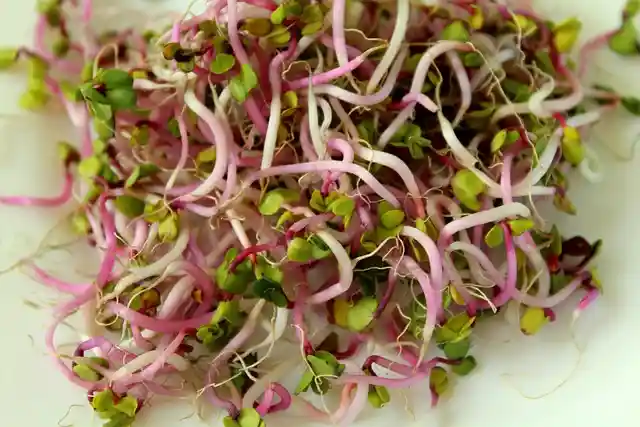 What Do Radish Seeds Look Like When They Sprout