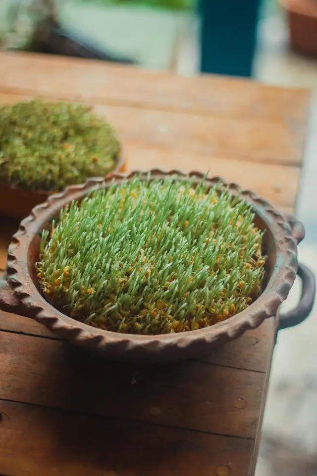 Wheatgrass