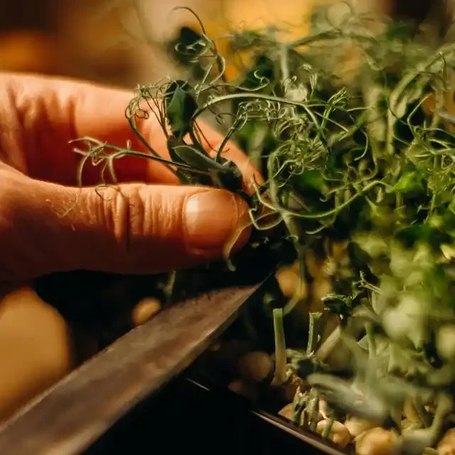 When & How to Harvest Pea Shoot Microgreens