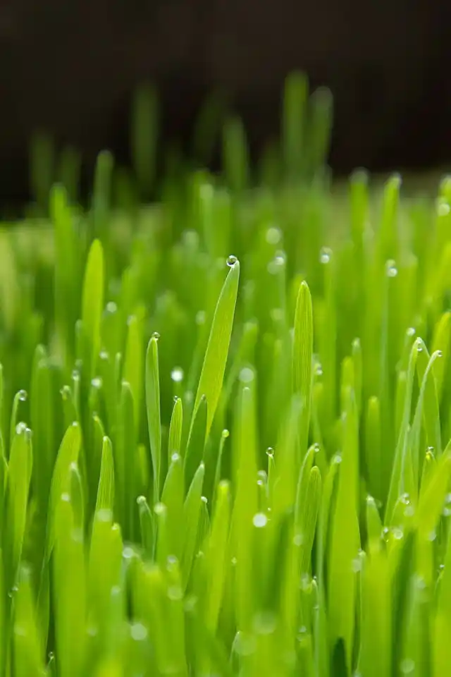 Barley Microgreens