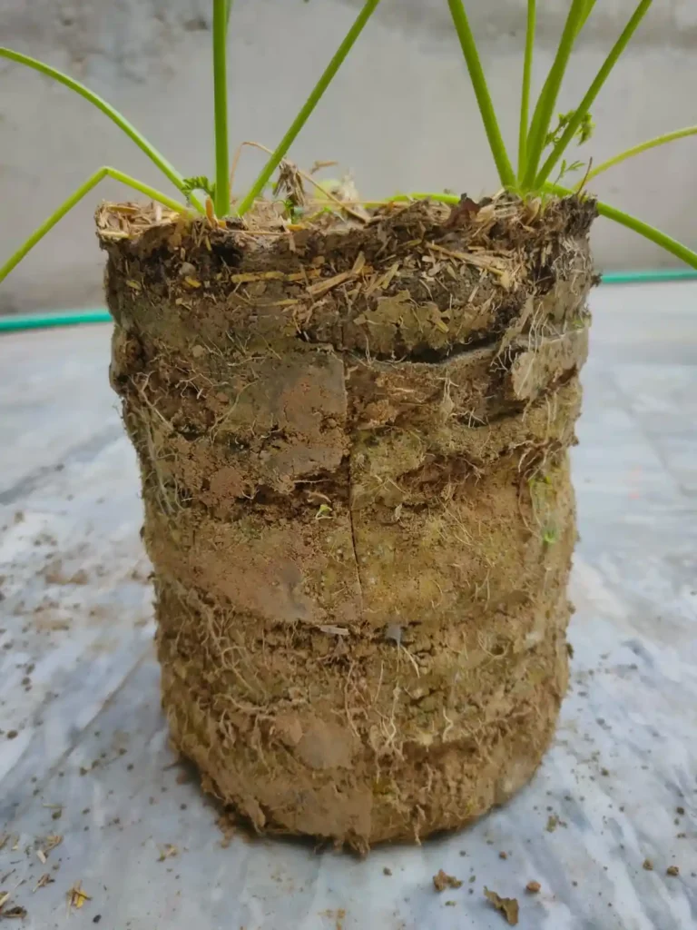 carrots growing in compact soil