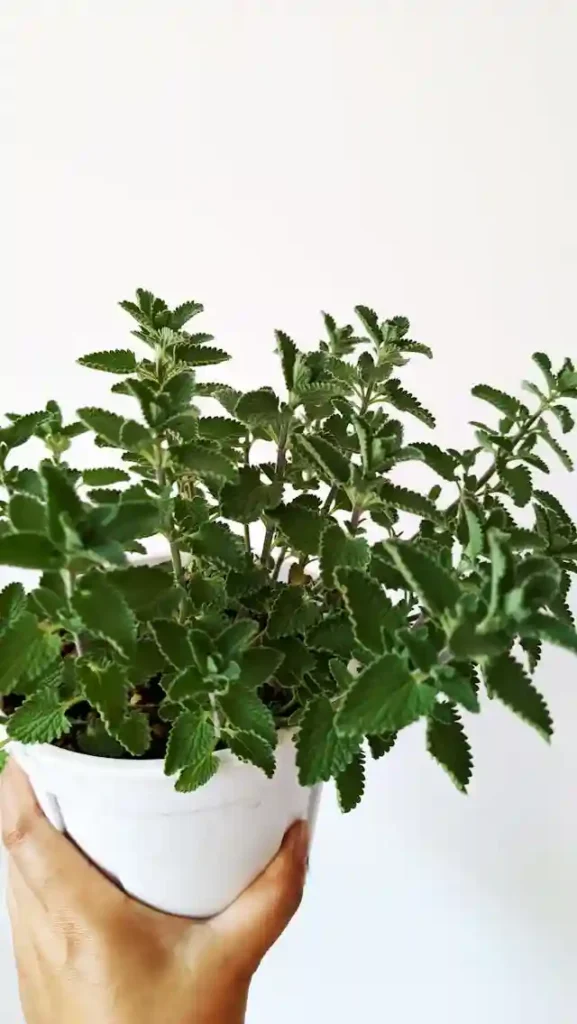 Catnip plant in container used to deter rodents and attract cats naturally