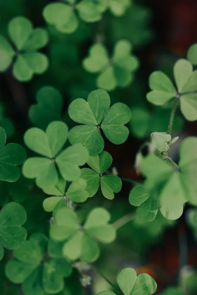 Clover Microgreens