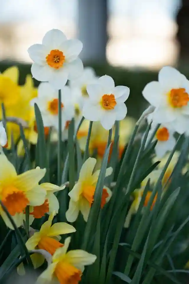 Daffodil flowers planted along home foundation to deter burrowing rodents